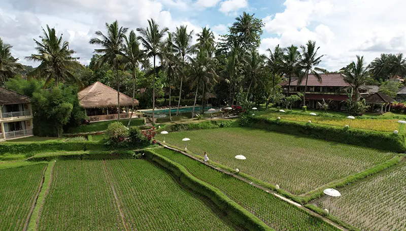 portfolios-Ricefield_1_cf61d6e428